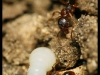 aphaenogaster-subteranea