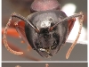 camponotus herculeanus
