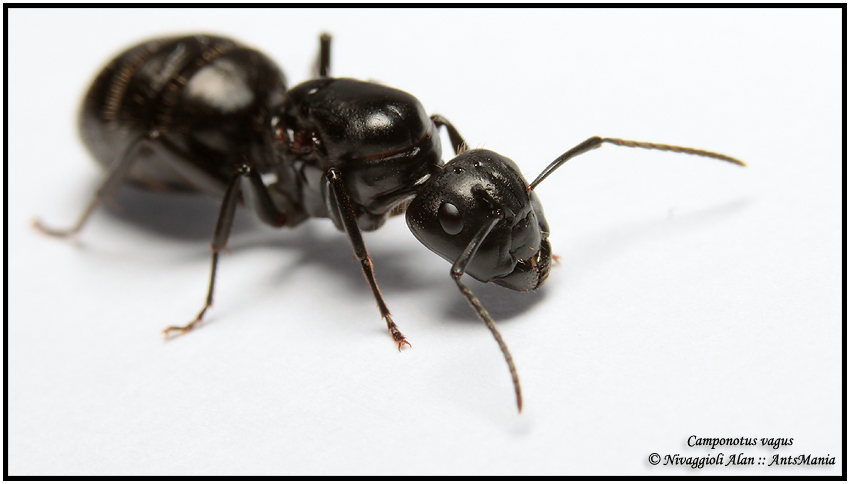 comment trouver une reine fourmis
