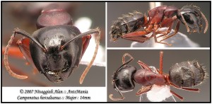 Camponotus herculeanus major