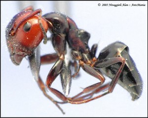 Camponotus lateralis major