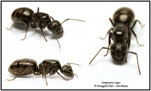 Camponotus vagus gyne