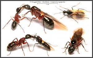 Camponotus ligniperdus gyne