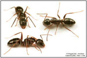 Camponotus fallax minor
