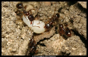 aphaenogaster subterranea