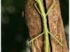 clonopsis-gallica