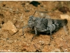 oedipoda-caerulescens
